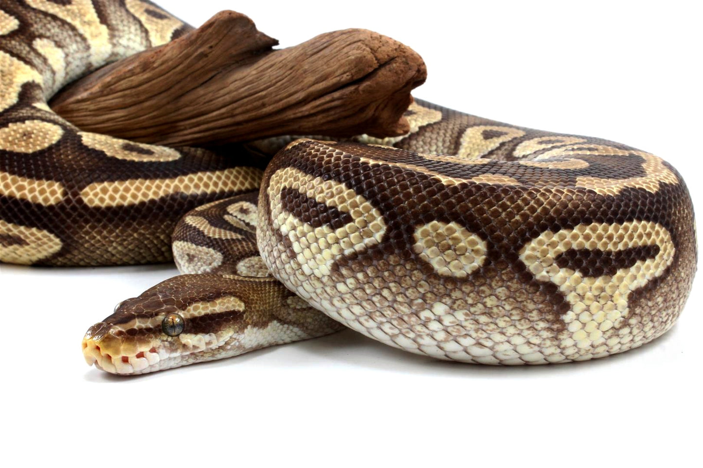 Mojave Ball Python