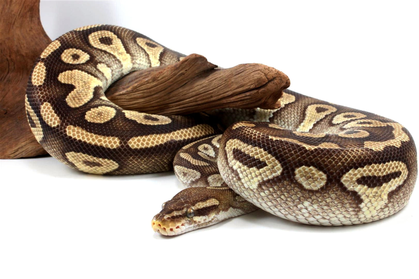 Mojave Ball Python