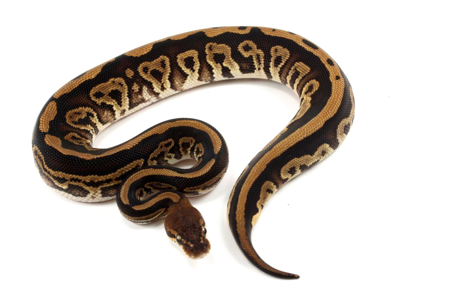 Black Pastel Leopard Ball Python