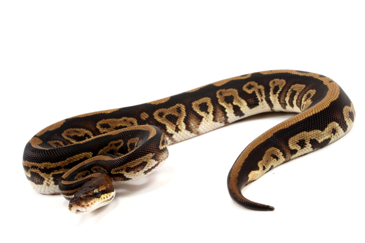 Black Pastel Leopard Ball Python