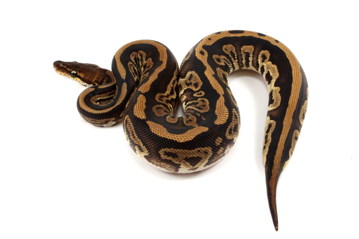 Black Pastel Leopard Ball Python