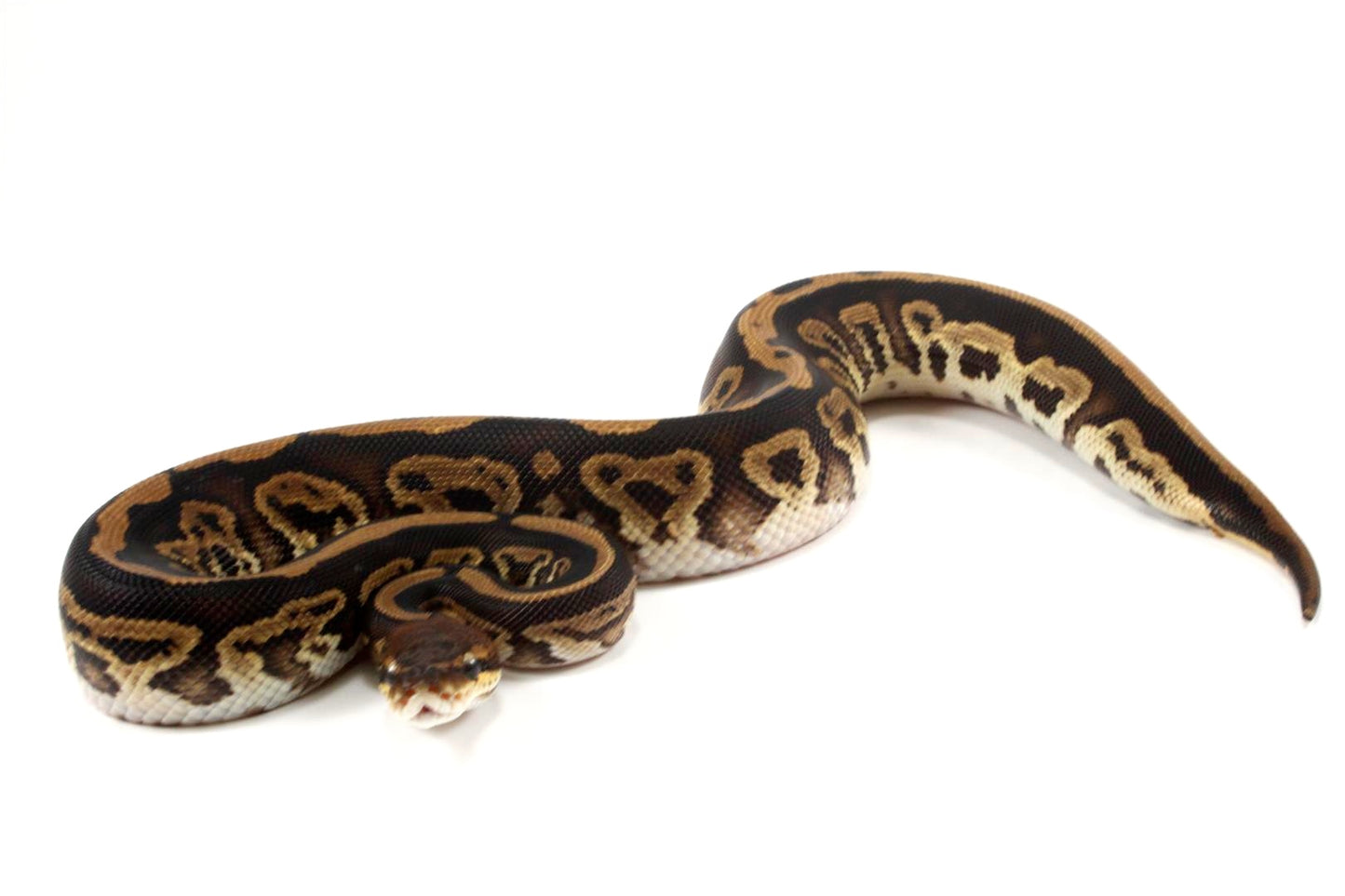 Black Pastel Leopard Ball Python