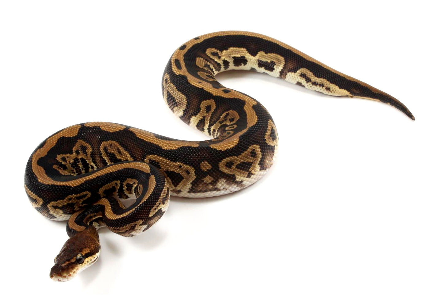Black Pastel Leopard Ball Python