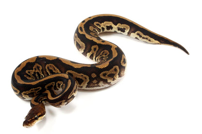 Black Pastel Leopard Ball Python