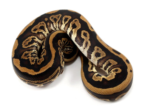 Black Pastel Leopard Ball Python