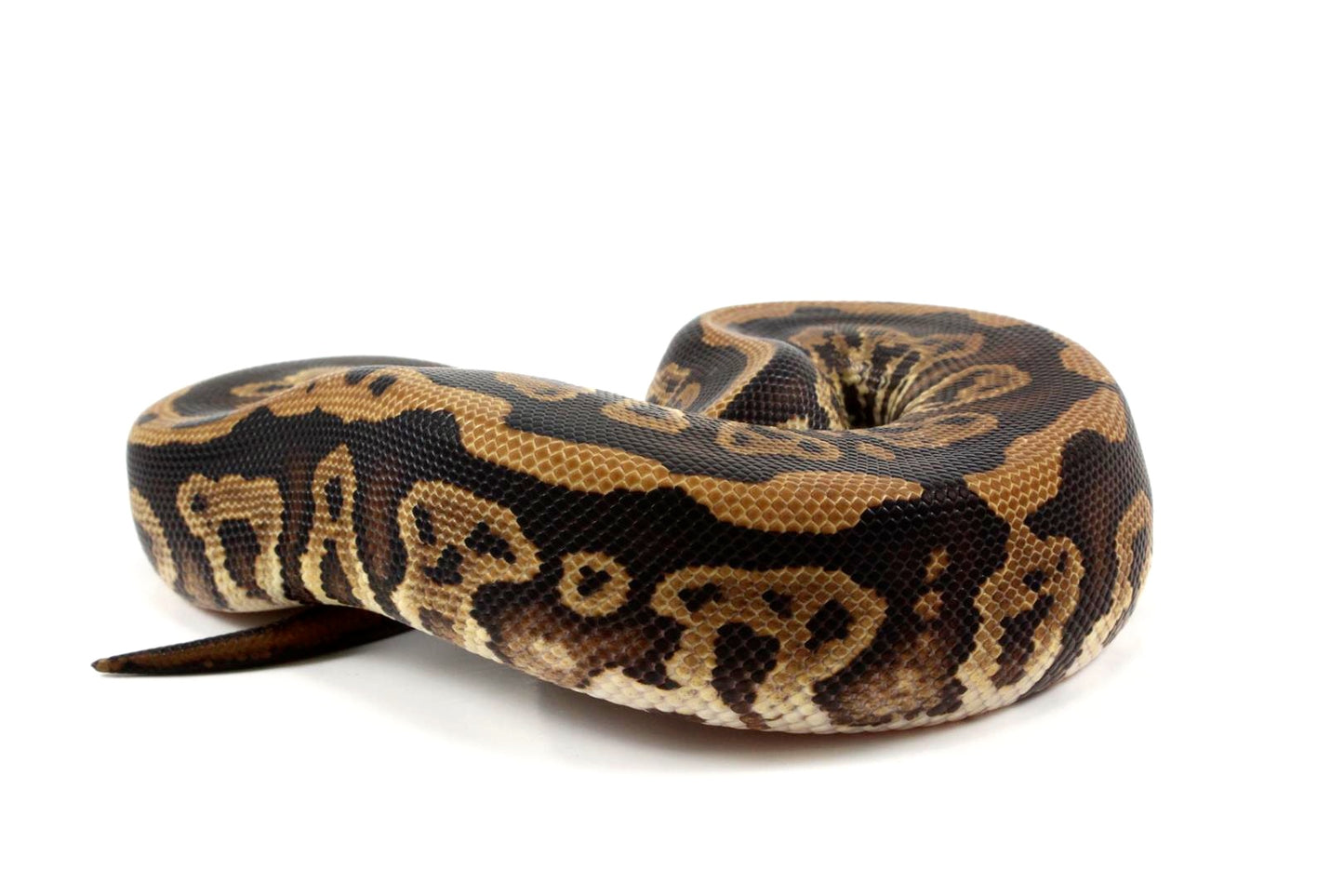 Black Pastel Leopard Ball Python
