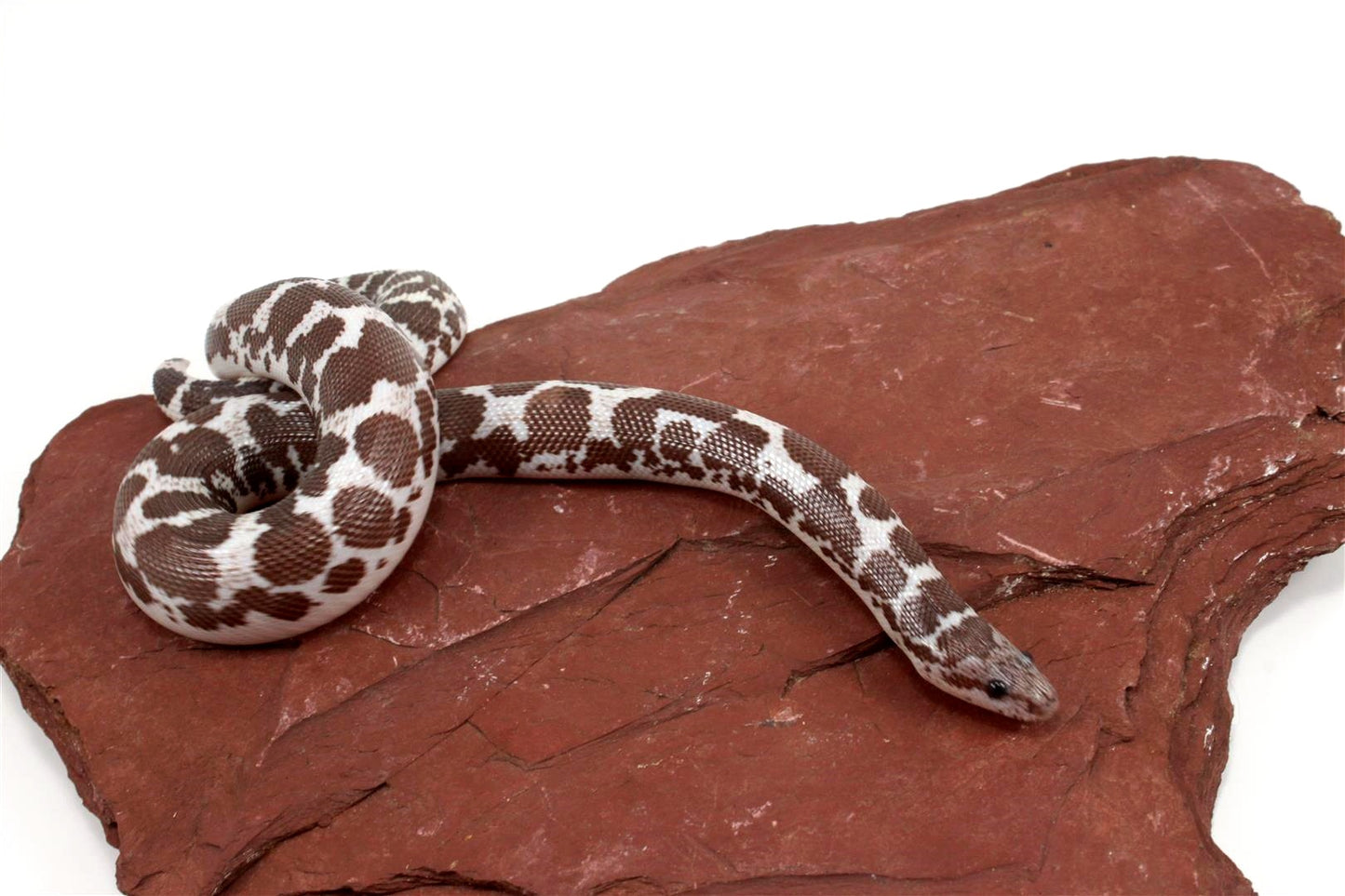 Anery het Paradox Albino Kenyan Sand Boa