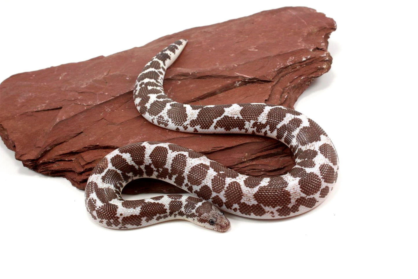 Anery het Paradox Albino Kenyan Sand Boa