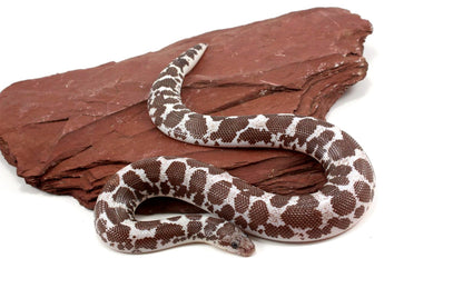 Anery het Paradox Albino Kenyan Sand Boa