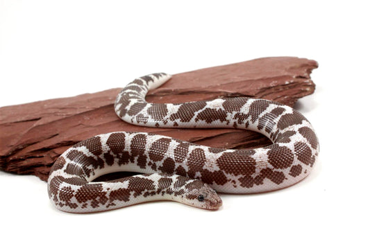 Anery het Paradox Albino Kenyan Sand Boa