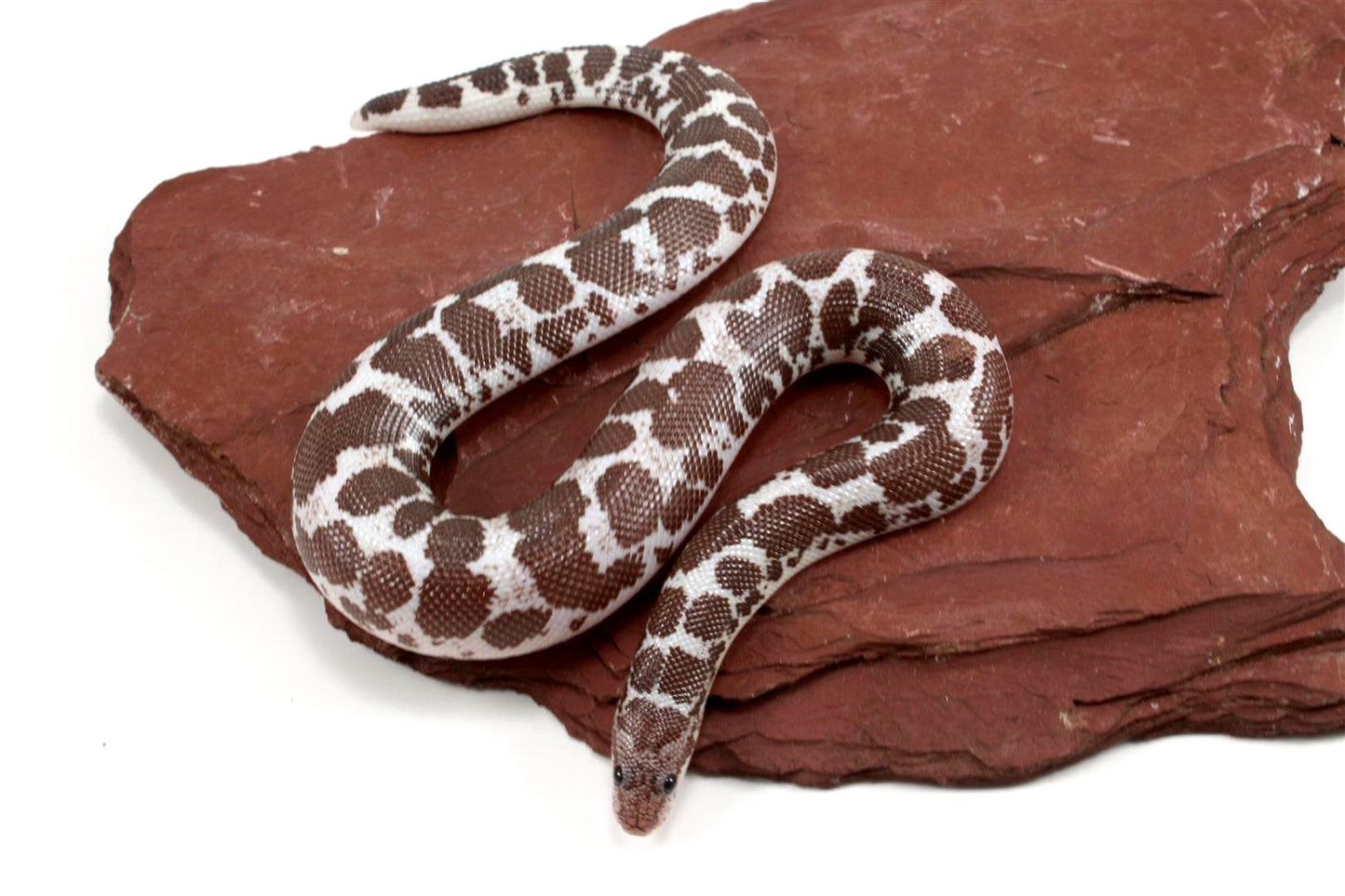 Anery het Paradox Albino Kenyan Sand Boa
