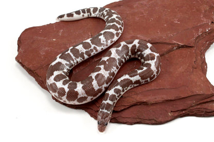 Anery het Paradox Albino Kenyan Sand Boa