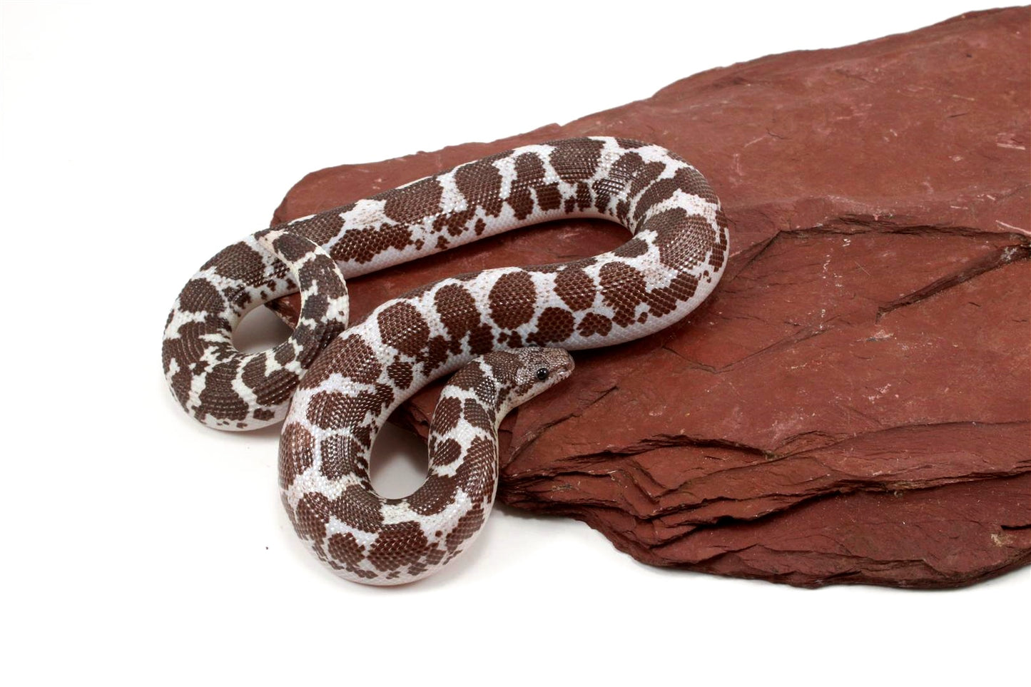 Anery het Paradox Albino Kenyan Sand Boa