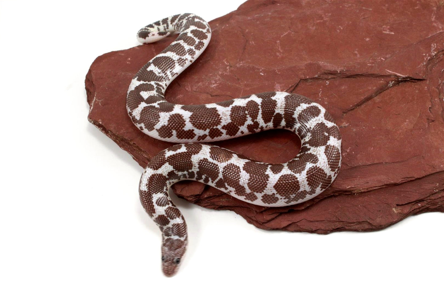 Anery het Paradox Albino Kenyan Sand Boa