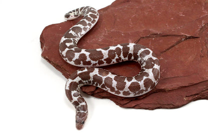 Anery het Paradox Albino Kenyan Sand Boa