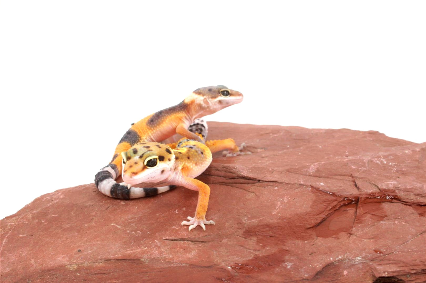 Jungle Leopard Gecko