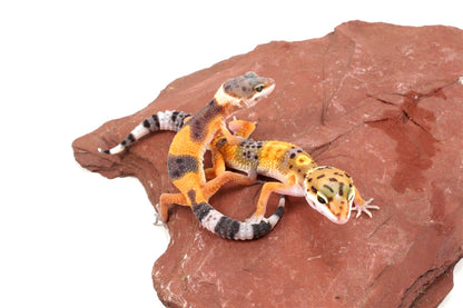 Jungle Leopard Gecko