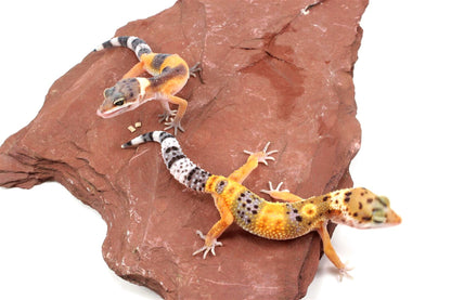 Jungle Leopard Gecko