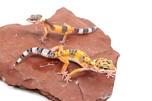 Jungle Leopard Gecko