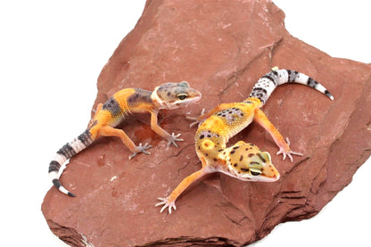 Jungle Leopard Gecko
