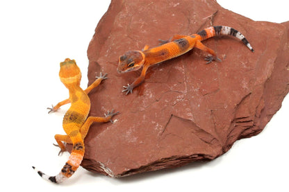 Tangerine Tornado Leopard Gecko