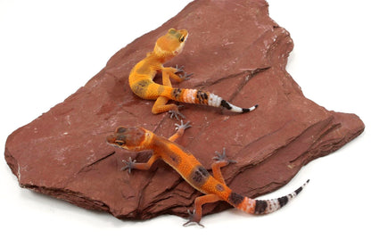 Tangerine Tornado Leopard Gecko