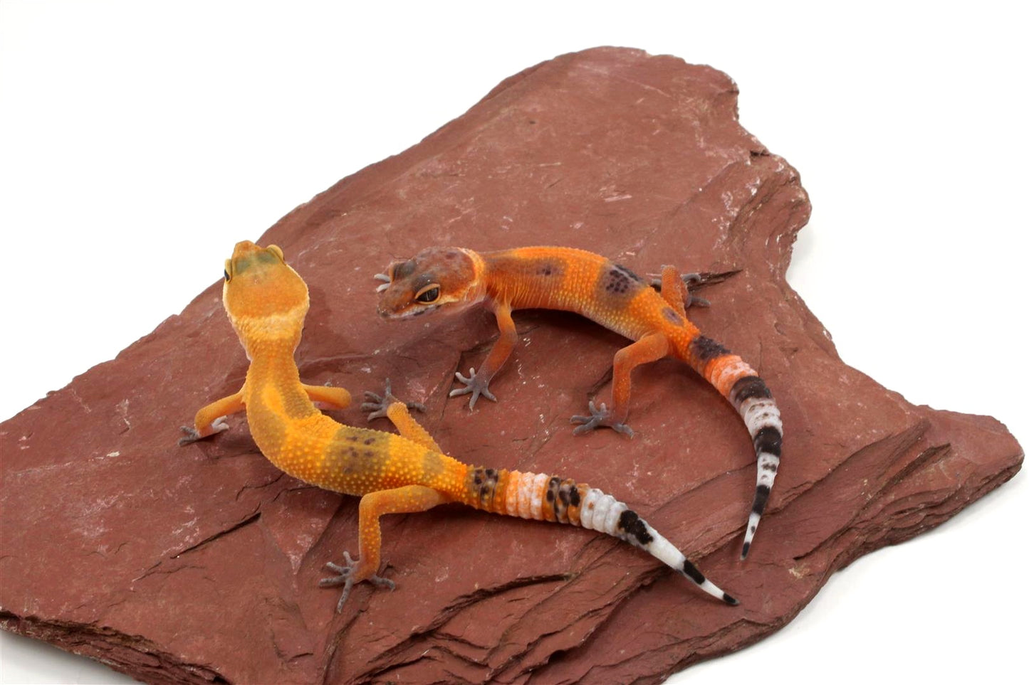 Tangerine Tornado Leopard Gecko