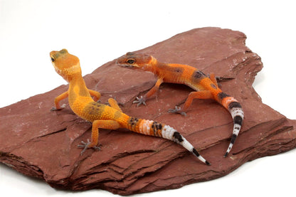 Tangerine Tornado Leopard Gecko