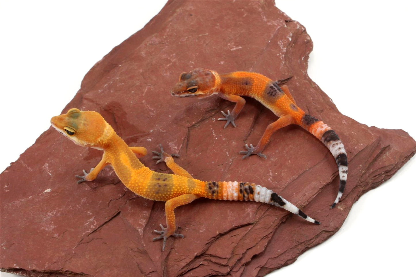 Tangerine Tornado Leopard Gecko