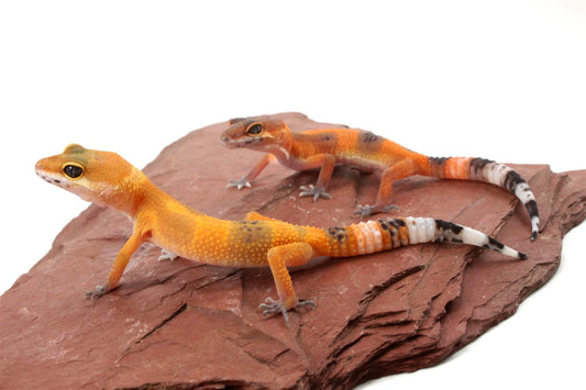 Tangerine Tornado Leopard Gecko