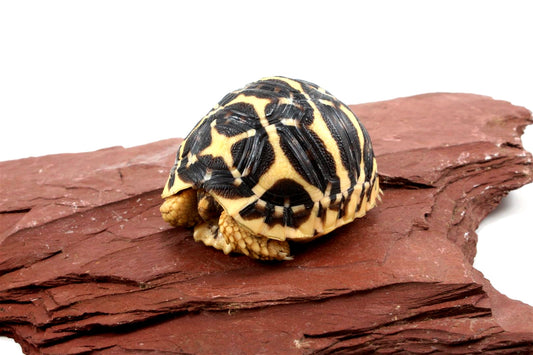 Indian Star Tortoise