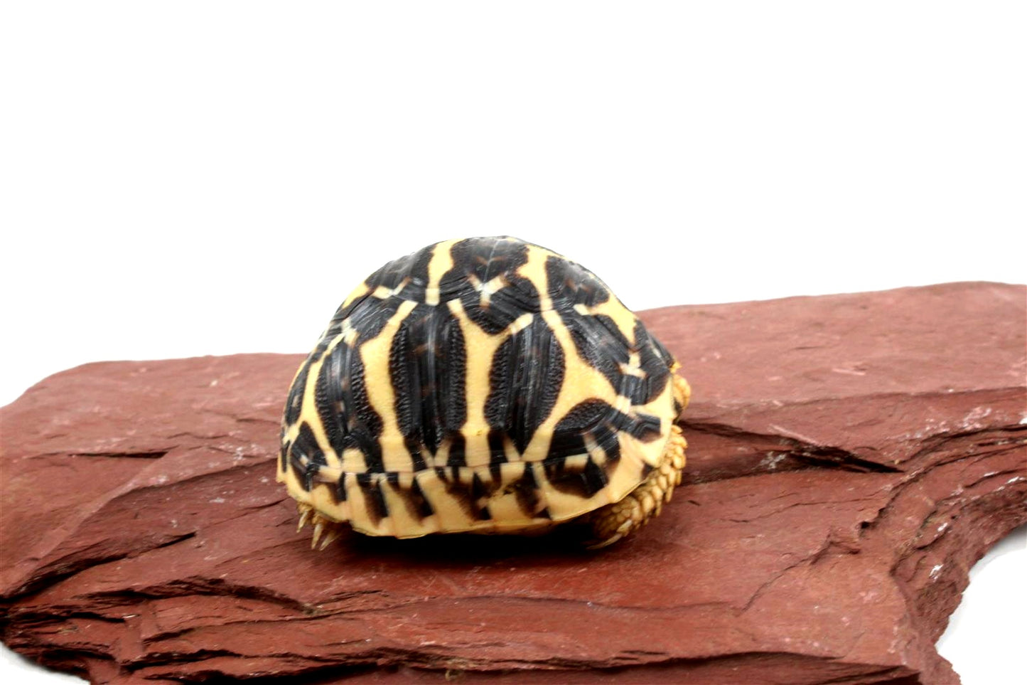 Indian Star Tortoise