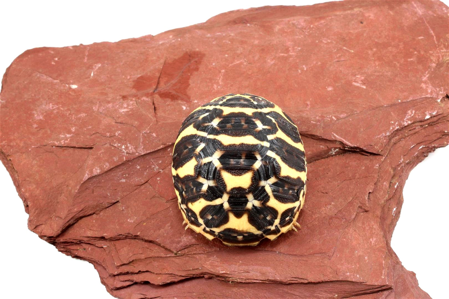 Indian Star Tortoise