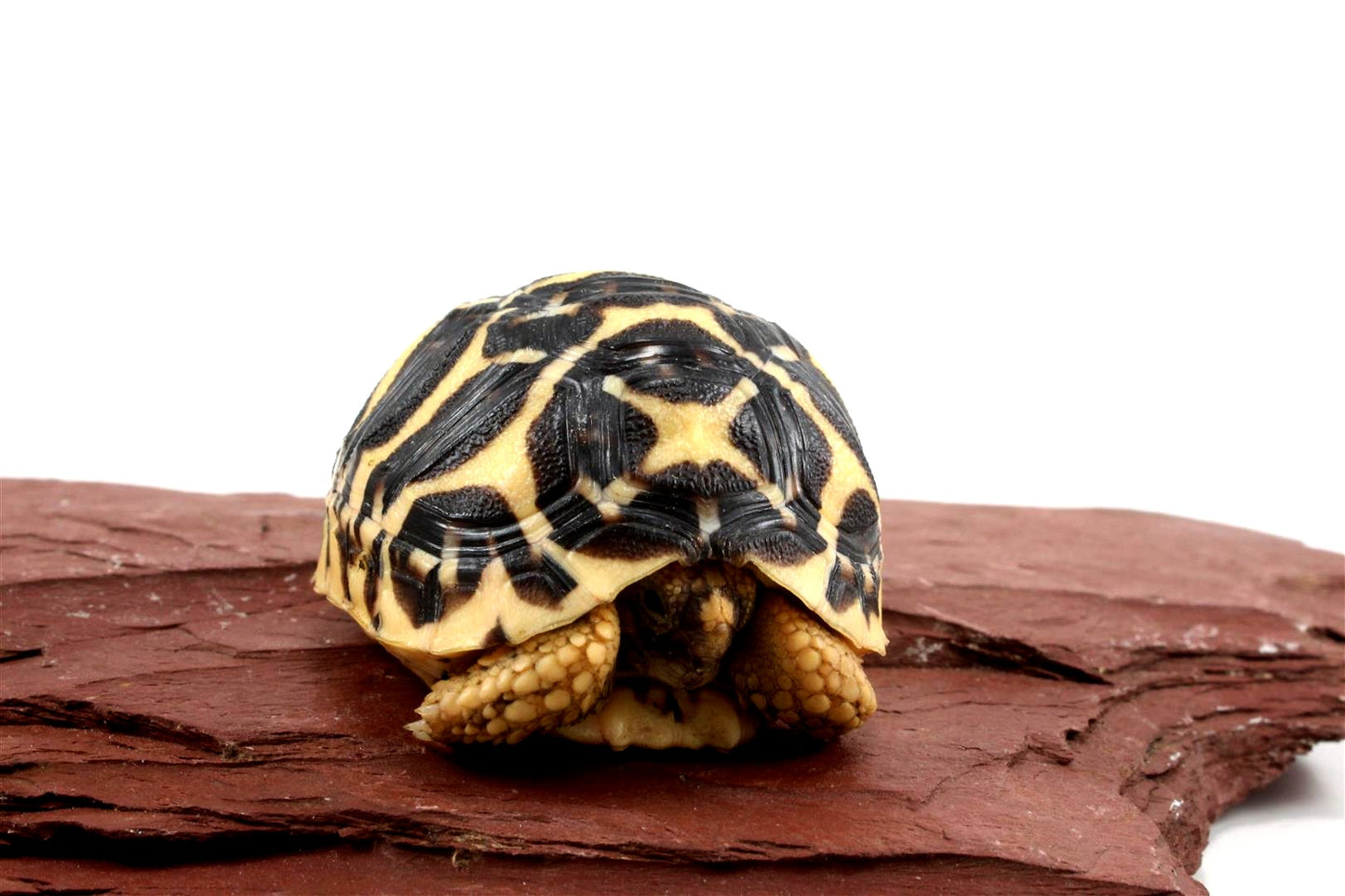 Indian Star Tortoise