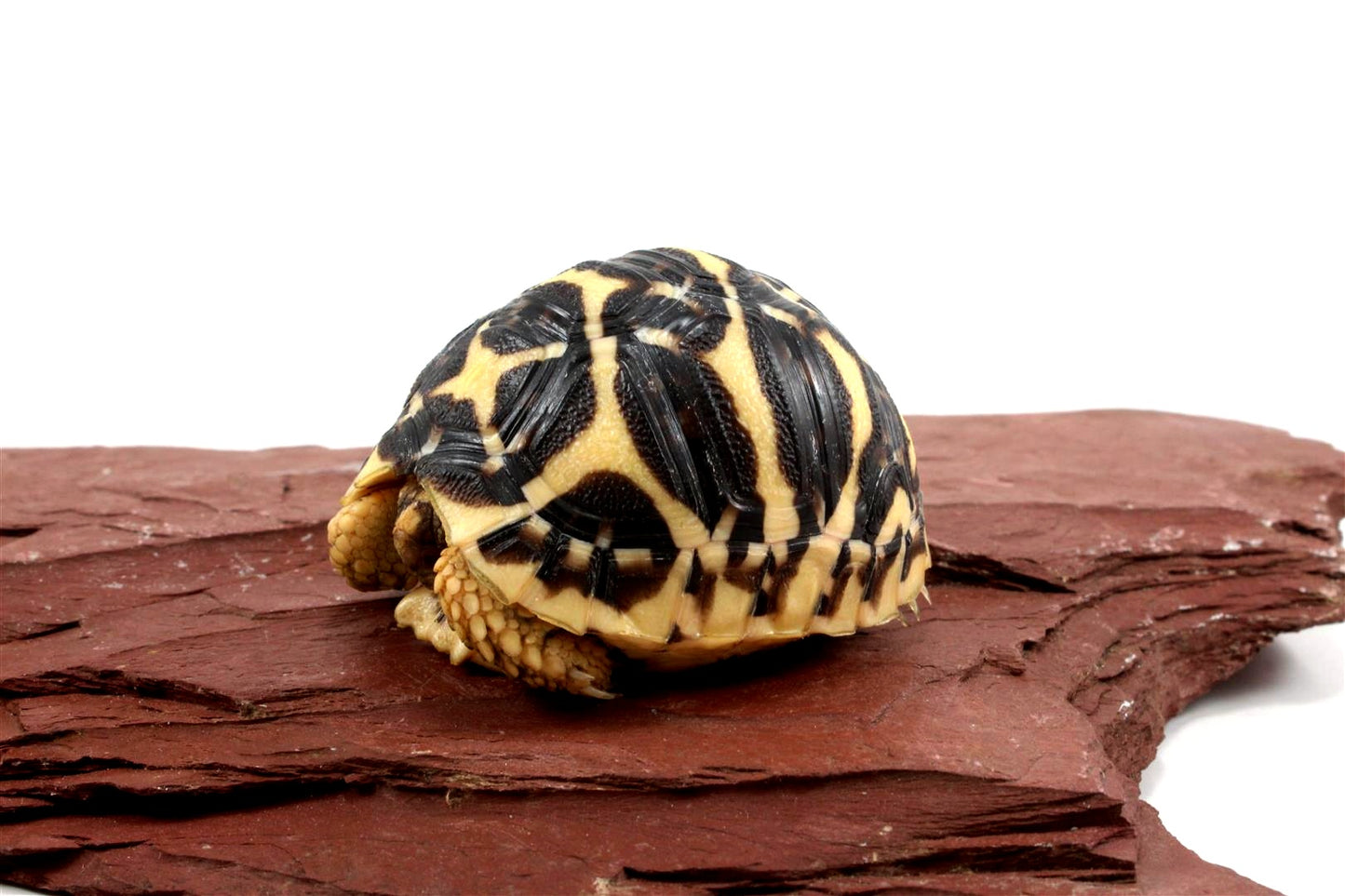 Indian Star Tortoise