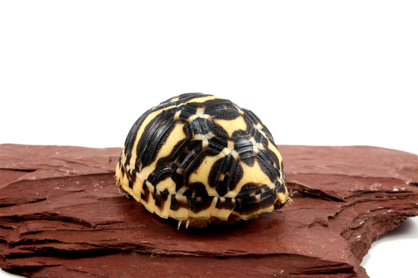 Indian Star Tortoise