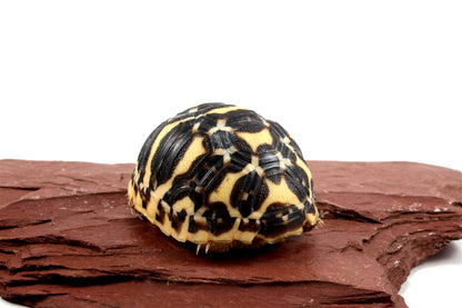 Indian Star Tortoise