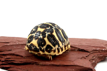 Indian Star Tortoise