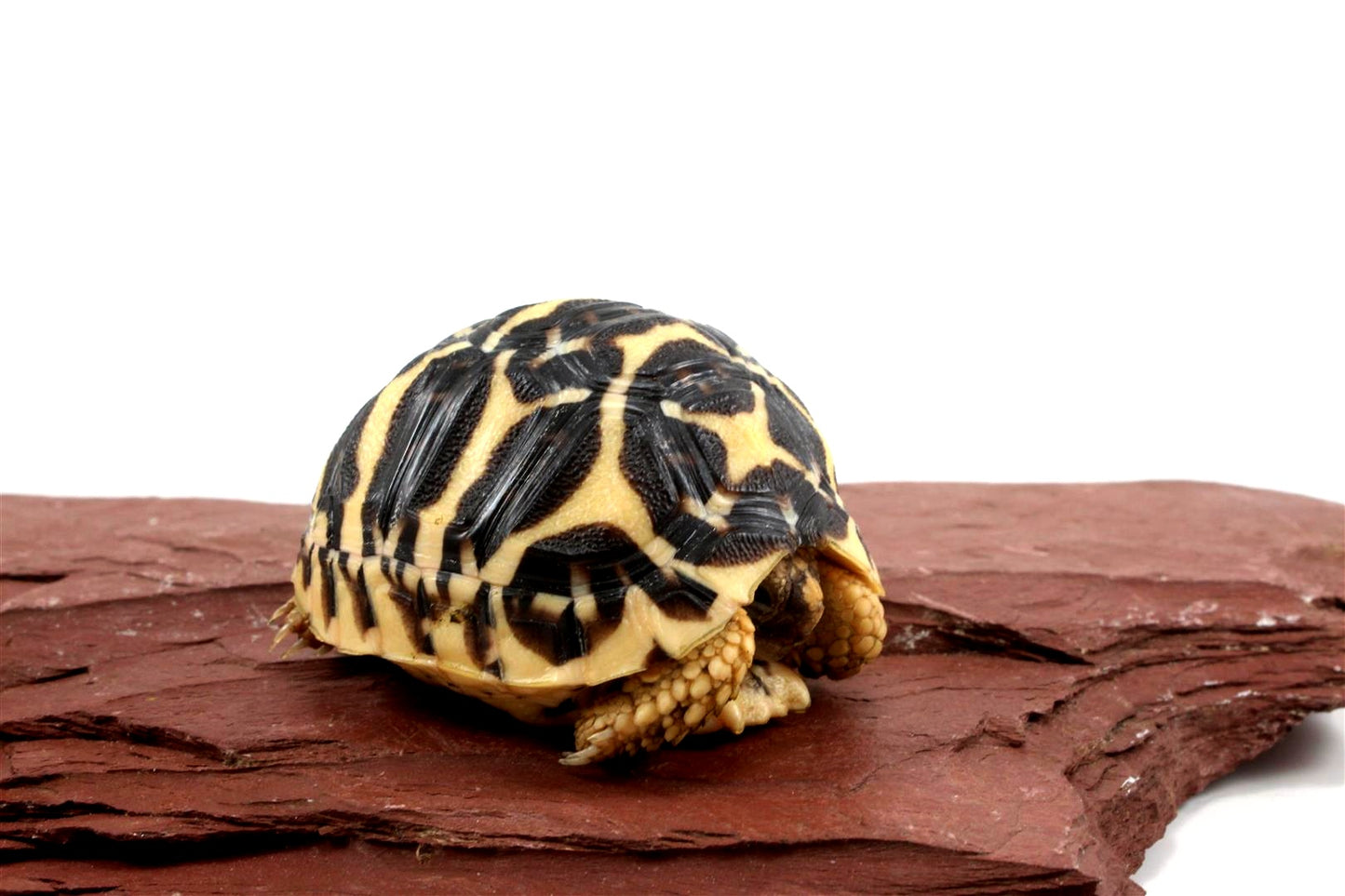 Indian Star Tortoise