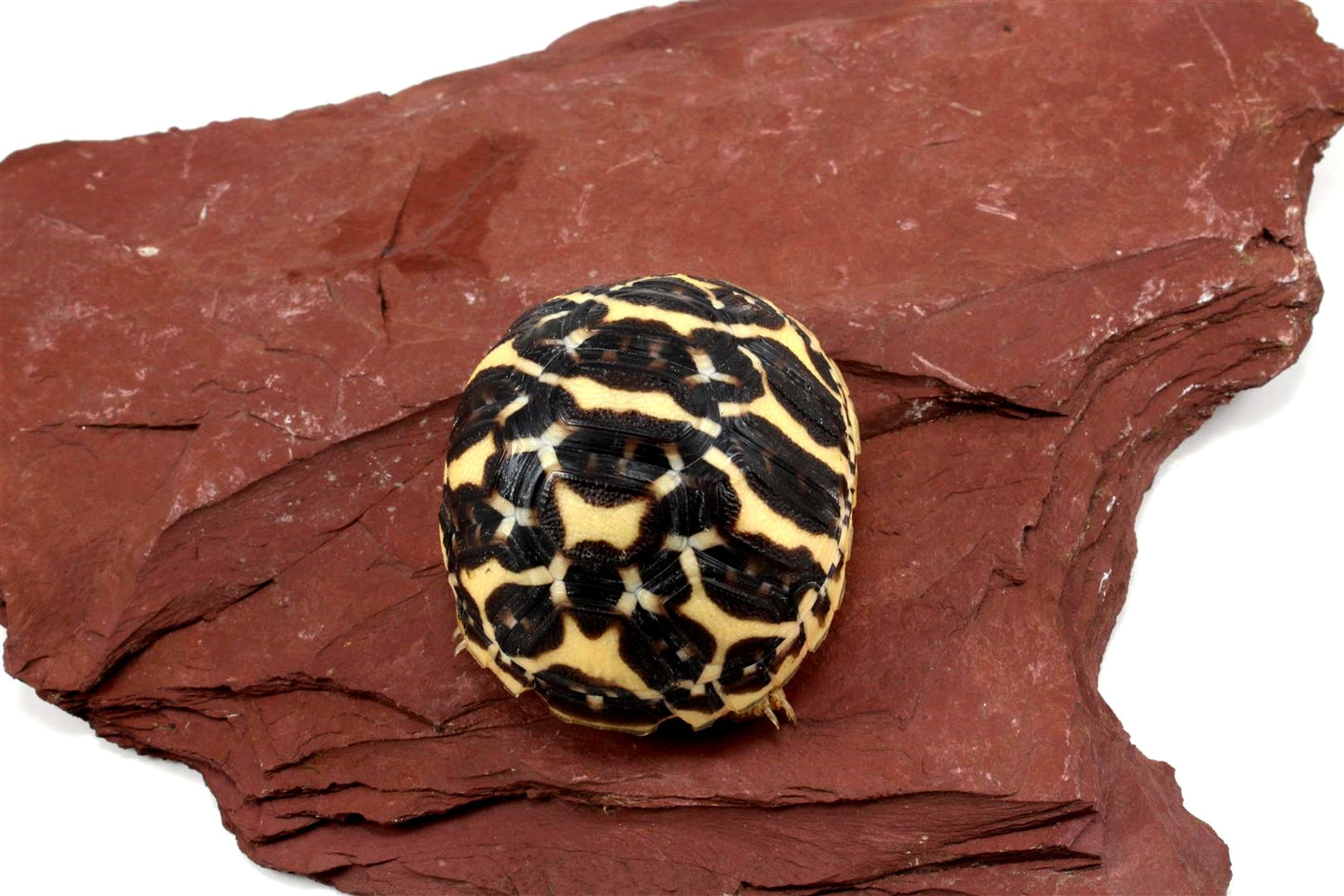 Indian Star Tortoise