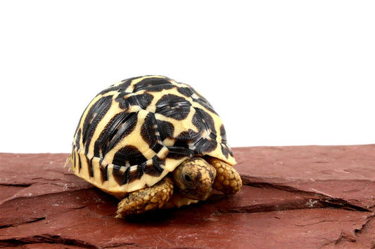 Indian Star Tortoise
