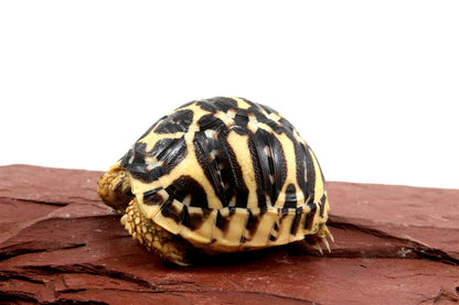 Indian Star Tortoise