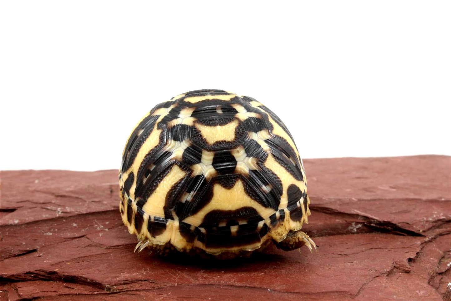 Indian Star Tortoise