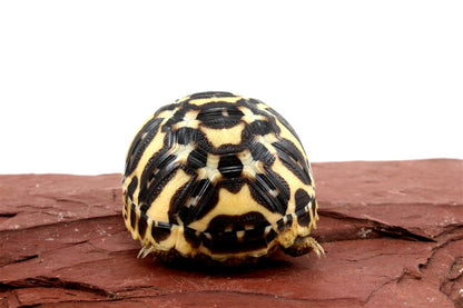 Indian Star Tortoise