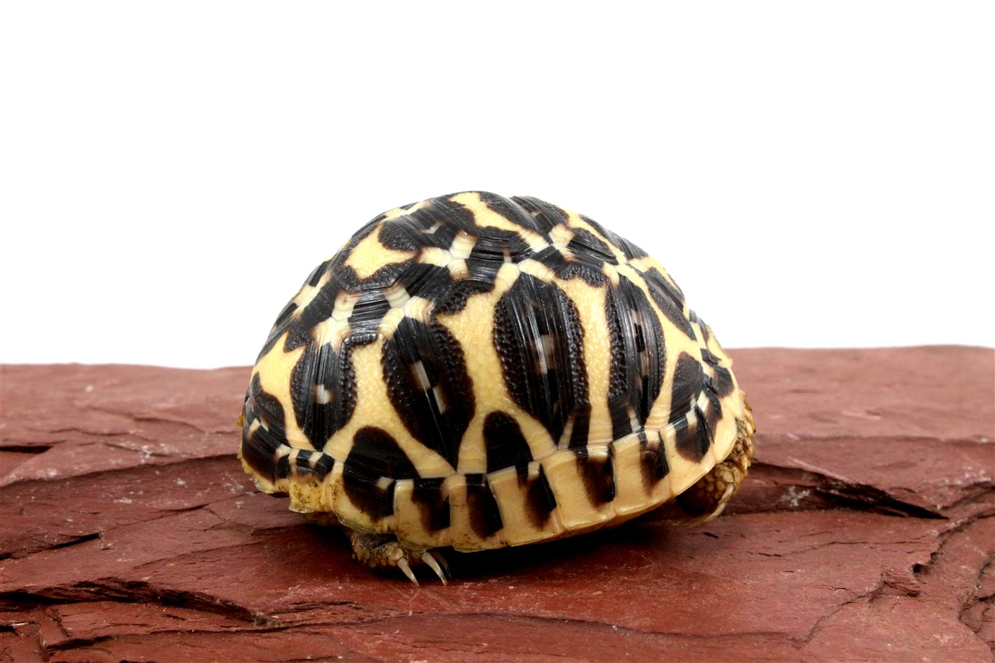 Indian Star Tortoise