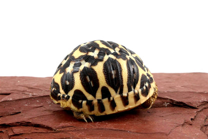Indian Star Tortoise