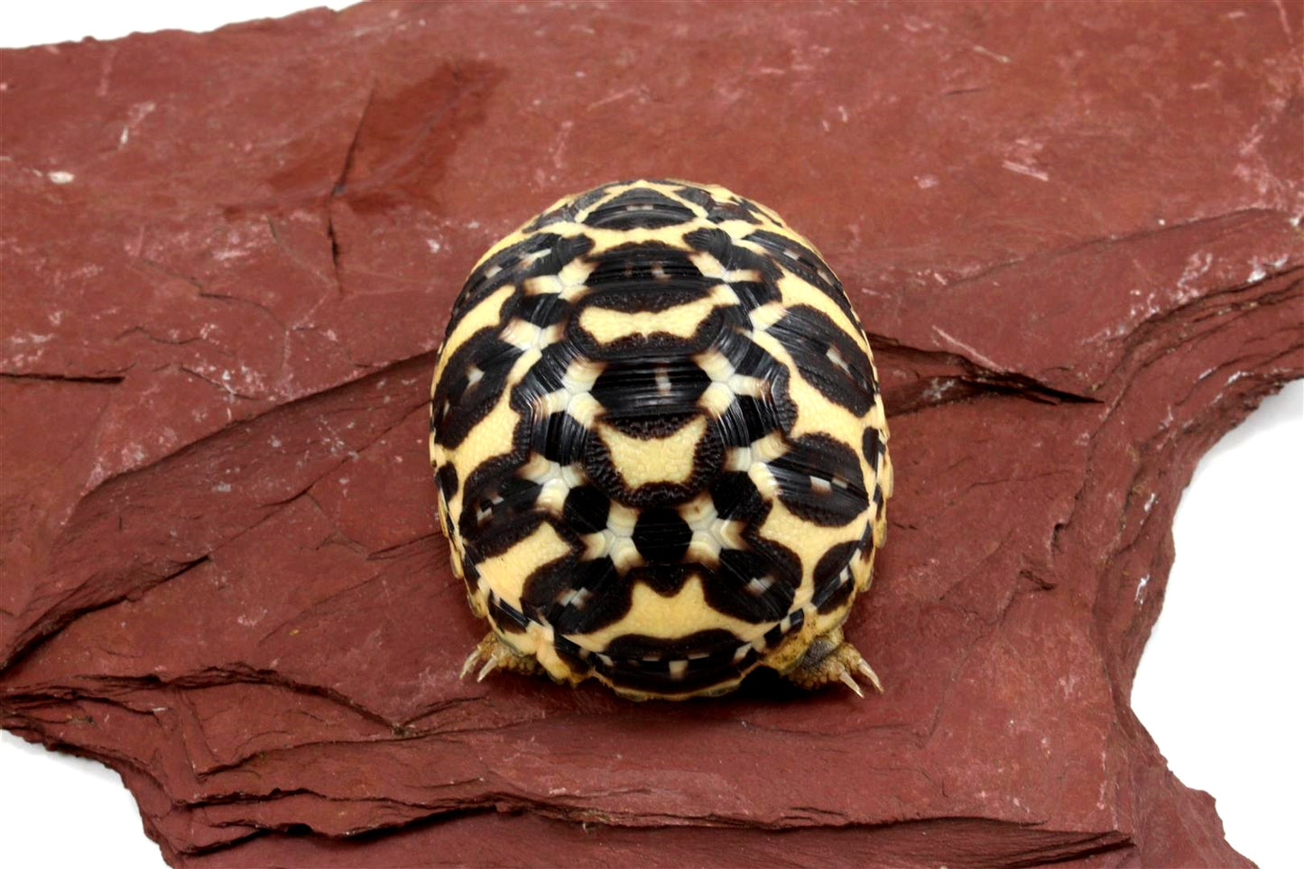 Indian Star Tortoise