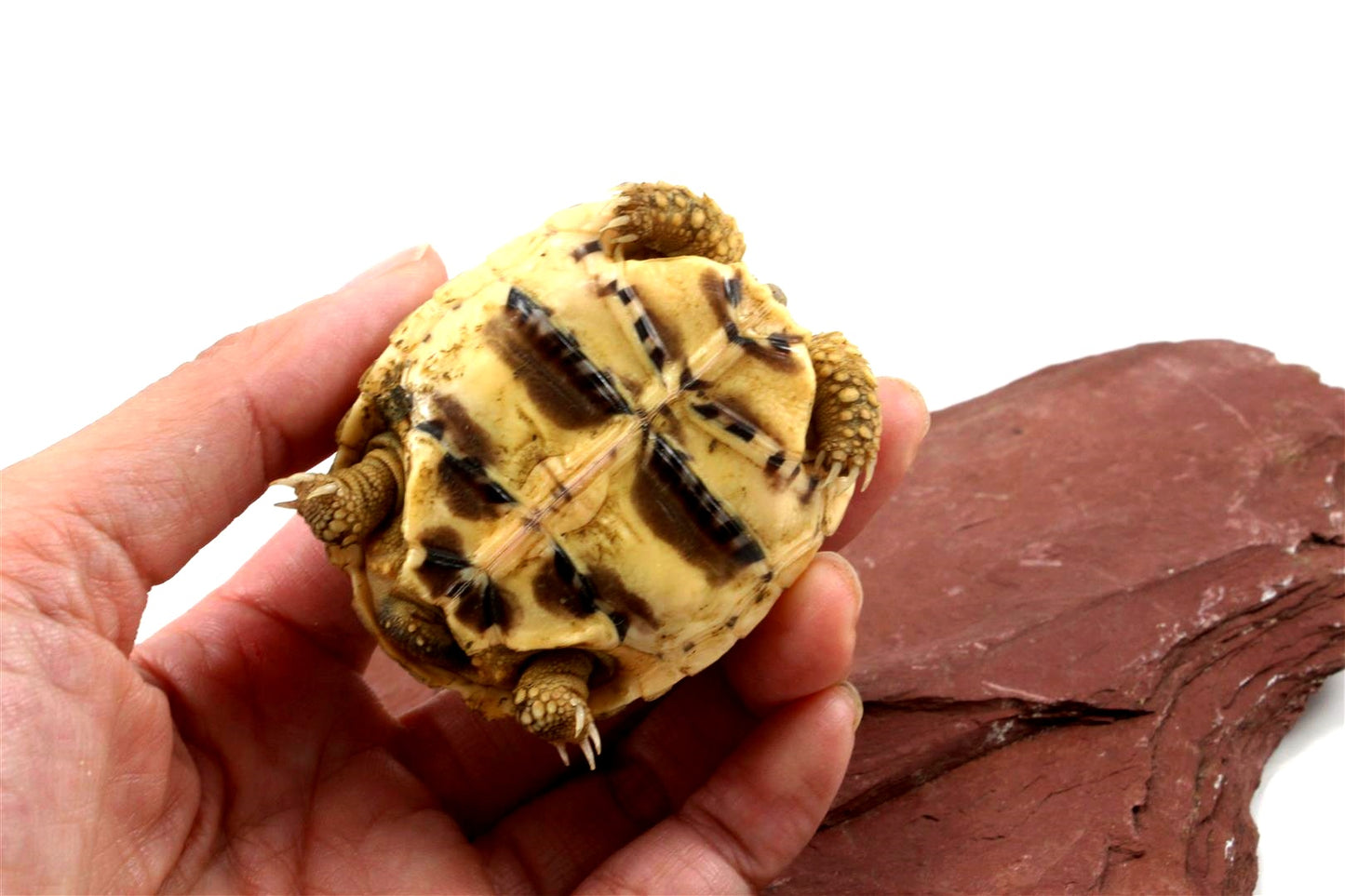Indian Star Tortoise
