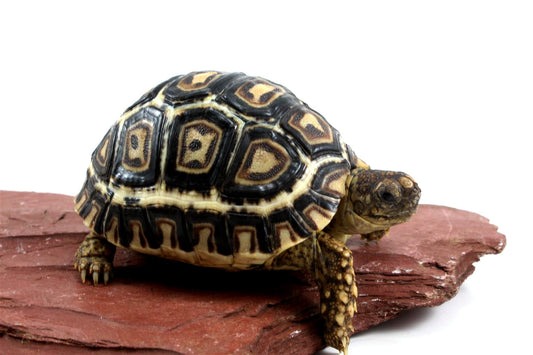 Leopard Tortoise