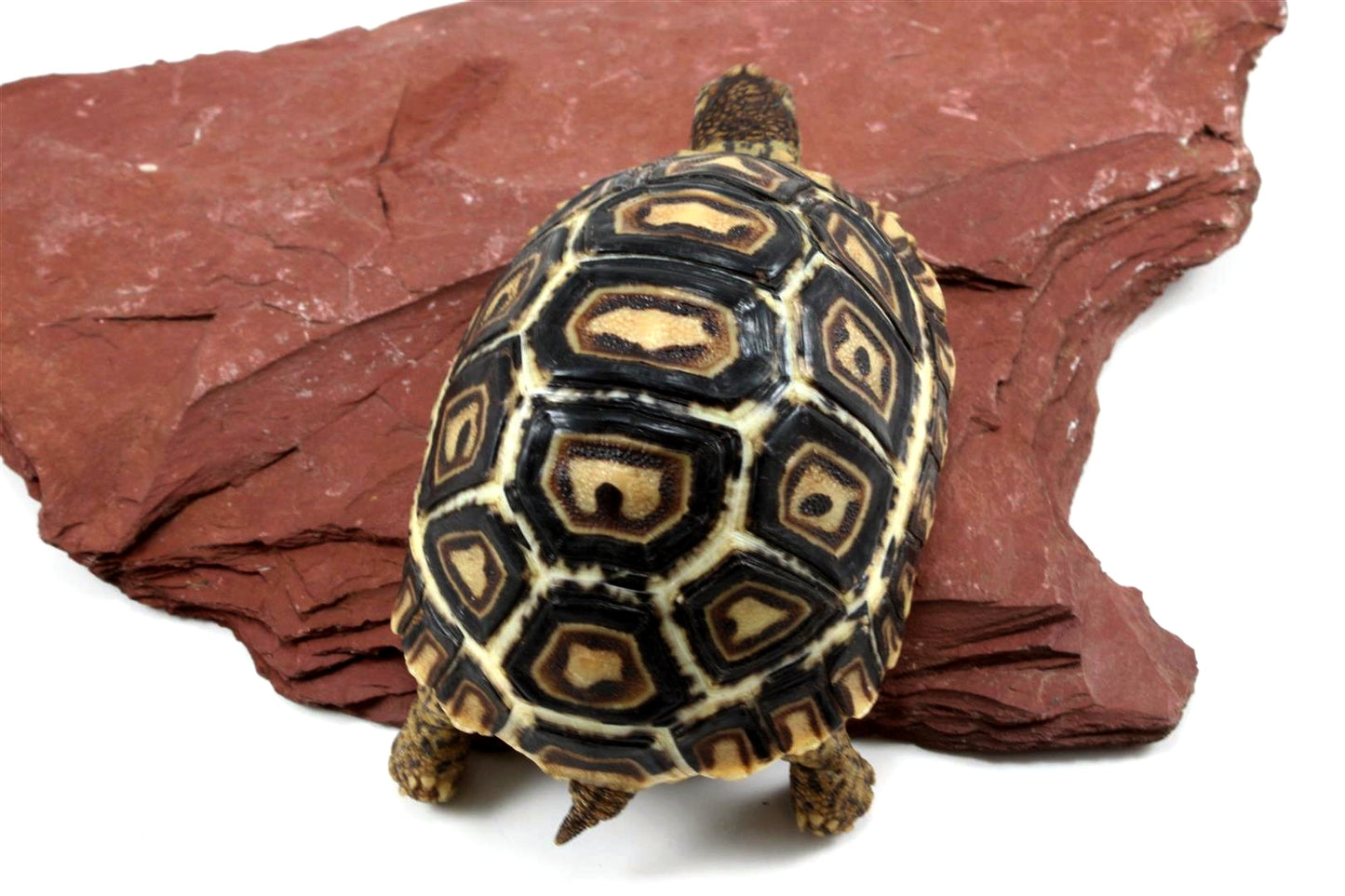 Leopard Tortoise
